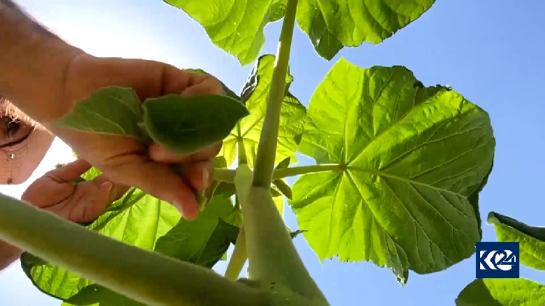 پرورش درخت پالونیا در اقلیم کوردستان